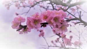 almond-flowers-4921354_1280